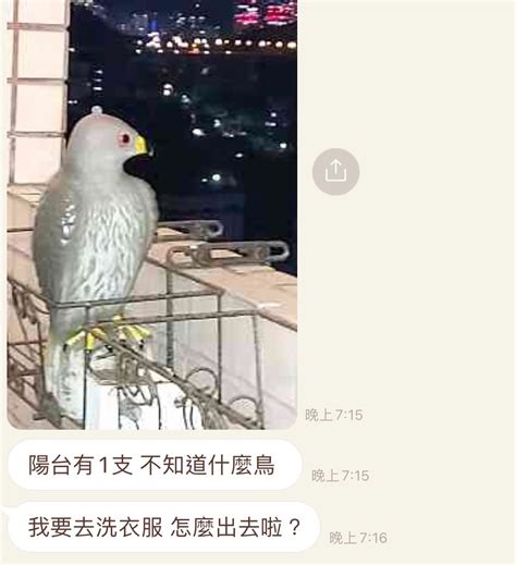 鳥飛來陽台|【鳥飛進陽台】看過來！鳥飛進陽台的隱藏意義大公開，好運馬上。